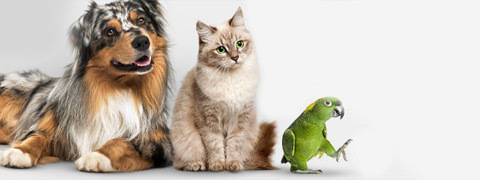 Sommer bei zooplus! Entdecke die sommerliche Produktauswahl für Hunde und Katzen! 