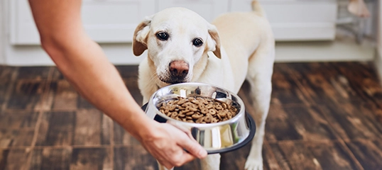 Das beste Futter für deinen Hund mit Fressnapf Angeboten