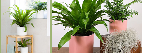 Ideal für dein Zuhause: Badezimmer-Pflanzen-Set mit CHF 9.70 Rabatt