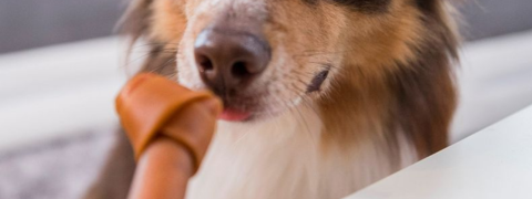 Zooplus Gutschein: 20% Rabatt auf Hundeleinen & Halsbänder