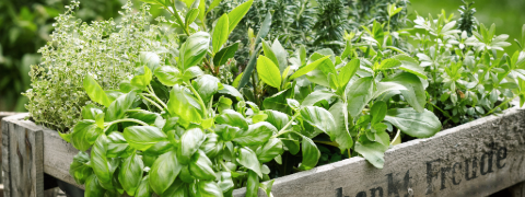 BALDUR-Garten Gemüse- & Kräuterpflanzen mit bis zu 35% Rabatt kaufen