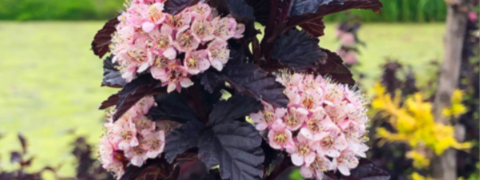 Gratis bei BALDUR Garten: Fasanenspiere + Anemonen geschenkt
