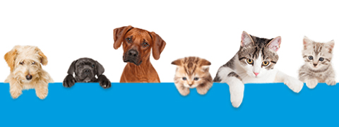 Jetzt sparen: Bis zu 50% Rabatt mit den QUALIPET Angeboten sichern