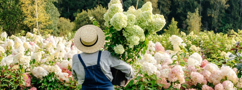 Bis zu 10% eBay Gutscheincode auf Garten Pflanzen!