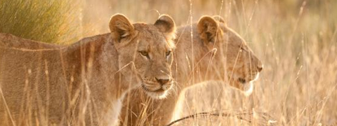 Aldi Suisse Tours: Safari Reise durch Afrika