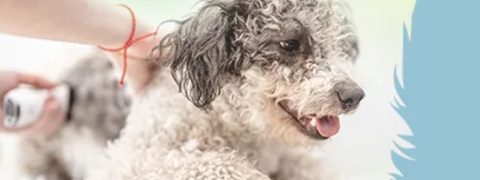 Gutschein zooplus: 15% Rabatt auf Eukanuba Dog Dry Food