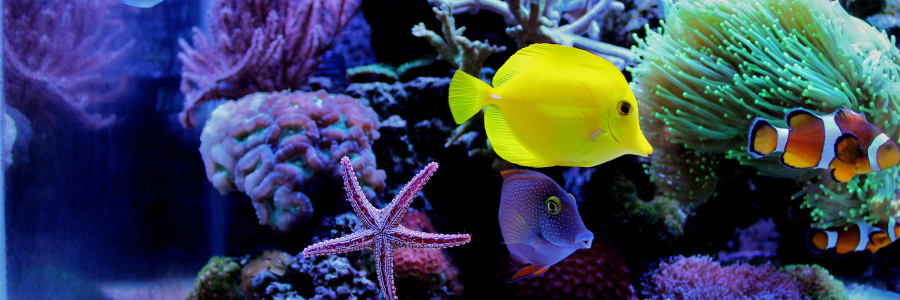 Fressnapf Gutschein: 20% Rabatt auf Anti-Stress Artikel*