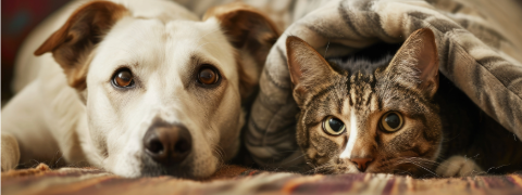 Ho Ho Hol dir den Fressnapf Gutschein: 20% extra auf XMAS Sale