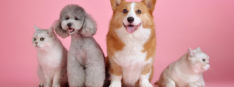 Bis zu 40% Rabatt auf Tierbedarf mit dem Kanela Gutschein sichern