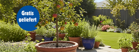 JUMBO Pflanzen Aktionen: Bis zu 50% Rabatt auf Obstbäume + GRATIS Lieferung