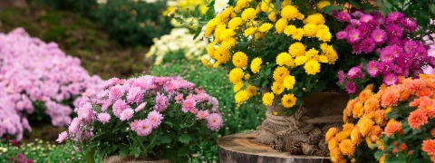 5 CHF BALDUR-Garten Gutschein ab 50 CHF Mindestbestellwert sichern