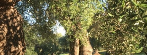 Gutschein: 80% Rabatt auf Olivenöl von Essenza di Puglia