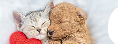 Gutschein: Gratis Valentinstags-Spielzeug für Hunde