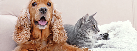 Gutschein: 15% Rabatt auf James Wellbeloved Nassfutter für Hunde und Katzen