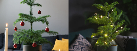 Für kurze Zeit: dein Weihnachtsbaum im Topf mit CHF 4.89 Rabatt
