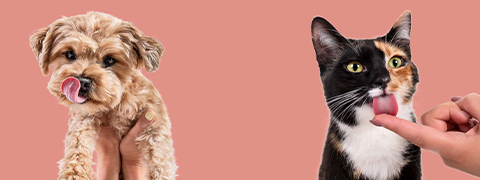 PETS DELI Neukunden-Gutschein: 20% für Katzen- und Hundefutter
